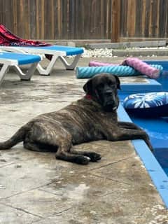 Benji - Mixed Breed, Large (over 44 lbs fully grown),Mix available for adoption