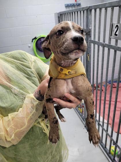 Knox - Mixed Breed, Large (over 44 lbs fully grown),Mix available for adoption at Toronto Humane Society in Toronto
