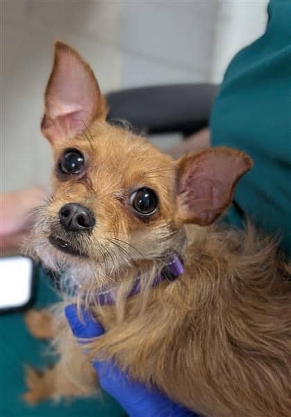 Phoenix - Mixed Breed, Small (under 24 lbs fully grown),Mix available for adoption