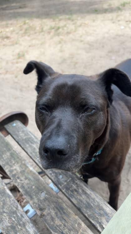 Georgia - Mixed Breed available for adoption at Toronto Humane Society in Toronto
