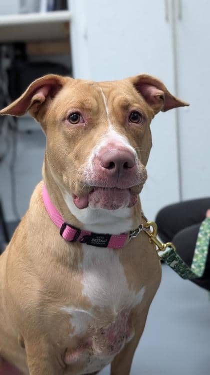 Louisa - Mixed Breed, Large (over 44 lbs fully grown),Mix available for adoption