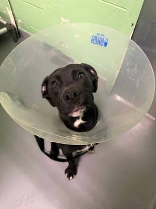 George - Mixed Breed available for adoption at Toronto Humane Society in Toronto