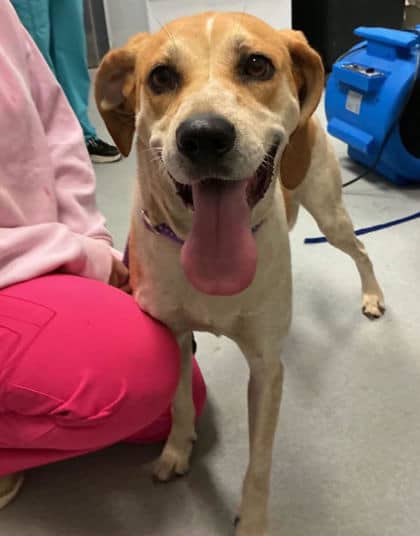 Butters - Mixed Breed, Large (over 44 lbs fully grown),Mix available for adoption