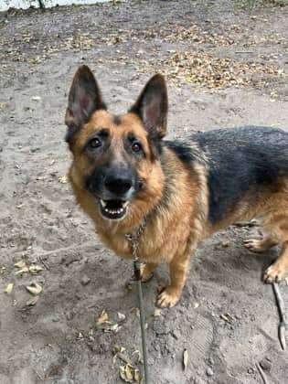 Hector - Mixed Breed available for adoption