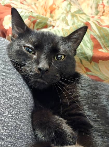 Jinx - Domestic Shorthair,Mix cat available for adoption at Toronto Humane Society in Toronto