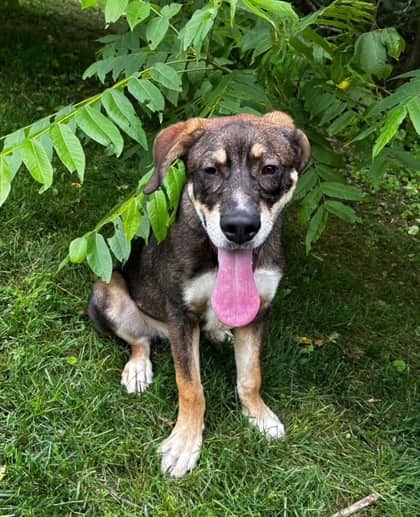 Cute As A Button - Mixed Breed, Medium (up to 44 lbs fully grown),Mix available for adoption