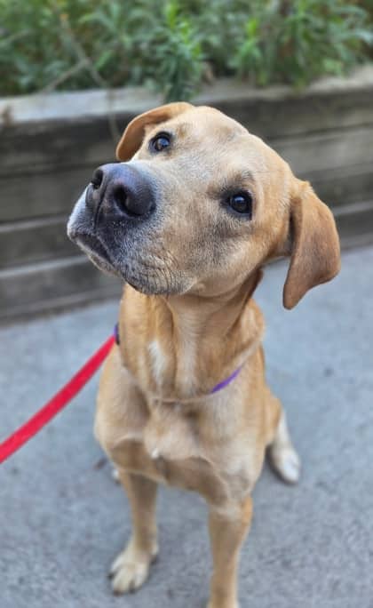 Chad - Mixed Breed available for adoption