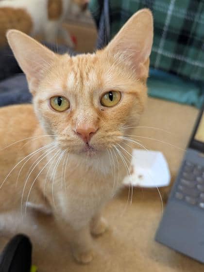 Orangy - Domestic Shorthair,Mix cat available for adoption at Toronto Humane Society in Toronto