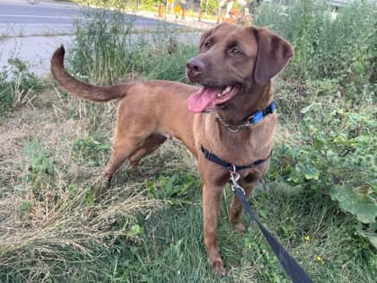 Roxy - Mixed Breed, Large (over 44 lbs fully grown),Mix available for adoption at Toronto Humane Society in Toronto