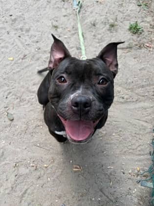 Viviana - Mixed Breed available for adoption
