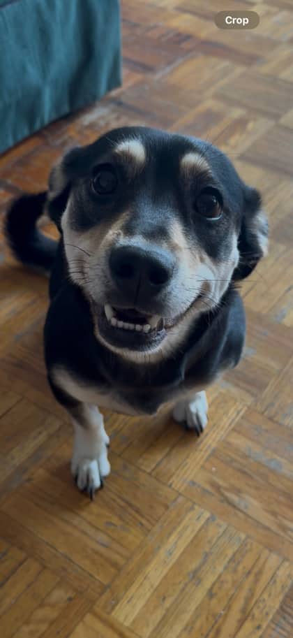 Finleigh - Mixed Breed available for adoption