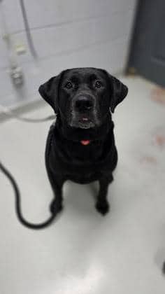 Arabella - Mixed Breed, Large (over 44 lbs fully grown),Mix available for adoption