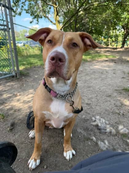 Louisa - Mixed Breed available for adoption at Toronto Humane Society in Toronto
