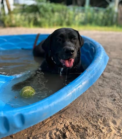 Arabella - Labrador Retriever Mix available for adoption at Toronto Humane Society in Toronto