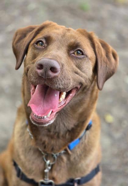 Roxy - Mixed Breed, Large (over 44 lbs fully grown),Mix available for adoption