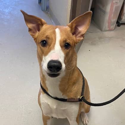 Destiny - Mixed Breed, Large (over 44 lbs fully grown),Mix available for adoption at Toronto Humane Society in Toronto