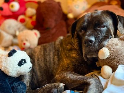 Benji - Mixed Breed available for adoption at Toronto Humane Society in Toronto