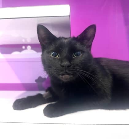 Milosh - Domestic Shorthair,Mix cat available for adoption at Toronto Humane Society in Toronto