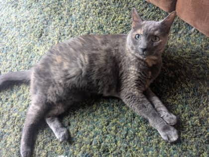 Coco Chanel - Domestic Longhair,Mix cat available for adoption in Ontario