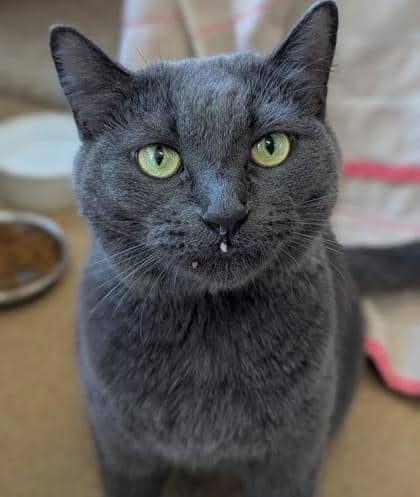 Kimchi - Domestic Shorthair,Mix available for adoption