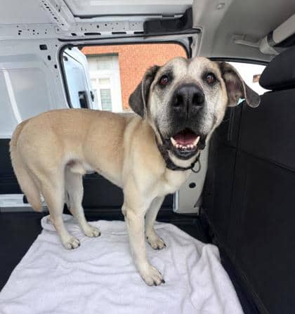 Louie - Mixed Breed, Large (over 44 lbs fully grown),Mix available for adoption at Toronto Humane Society in Toronto