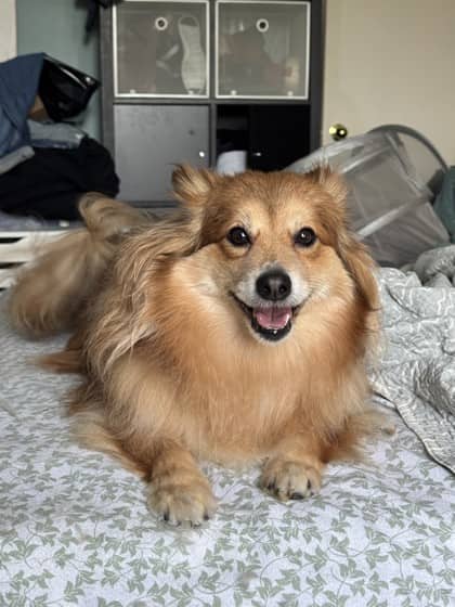 Archie - Mixed Breed available for adoption