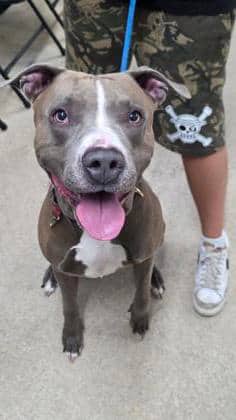 Winston - Mixed Breed available for adoption at Toronto Humane Society in Toronto