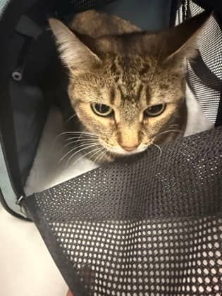 Rue - Domestic Shorthair,Mix cat available for adoption at Toronto Humane Society in Toronto