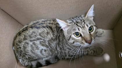 Jax - Domestic Shorthair,Mix cat available for adoption at Toronto Humane Society in Toronto