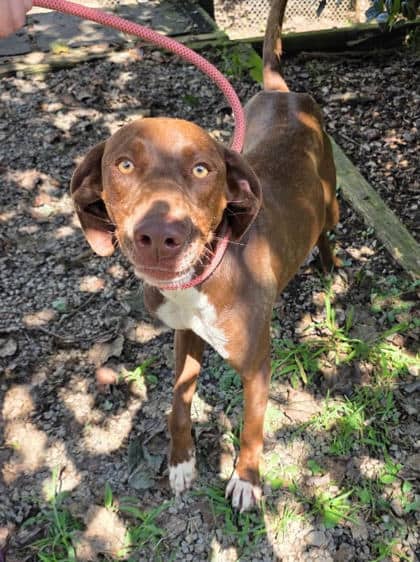 Tuni - Mixed Breed, Large (over 44 lbs fully grown),Mix available for adoption
