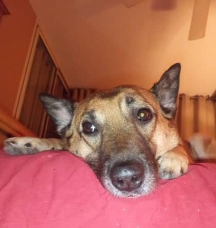 Lola - Mixed Breed, Large (over 44 lbs fully grown),Mix available for adoption at Toronto Humane Society in Toronto