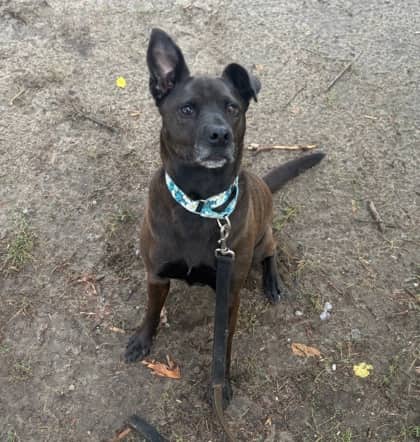 Georgia - Mixed Breed available for adoption