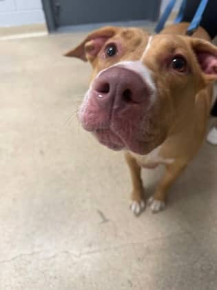 Louisa - Mixed Breed, Large (over 44 lbs fully grown),Mix available for adoption