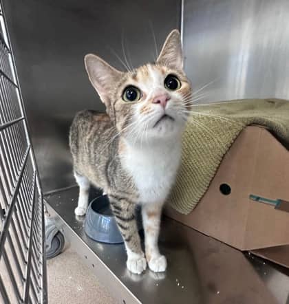 Torchbearer - Domestic Shorthair,Mix cat available for adoption at Toronto Humane Society in Toronto