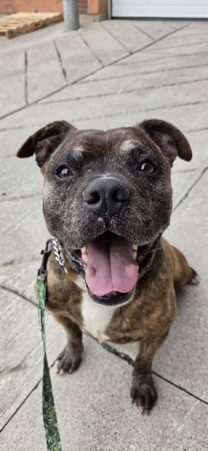 Titan - Mixed Breed, Large (over 44 lbs fully grown),Mix available for adoption