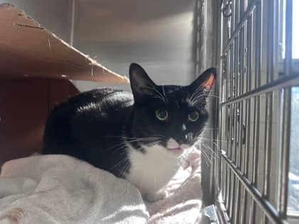 Truman - Domestic Shorthair,Mix cat available for adoption at Toronto Humane Society in Toronto
