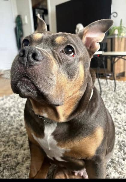 Asia - Mixed Breed, Large (over 44 lbs fully grown),Mix available for adoption