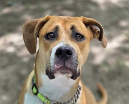 Clair - Mixed Breed, Large (over 44 lbs fully grown),Mix available for adoption