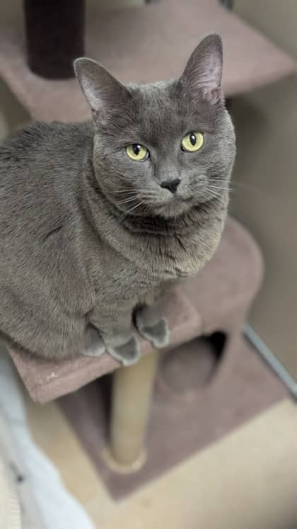Tutu - Domestic Shorthair,Mix available for adoption