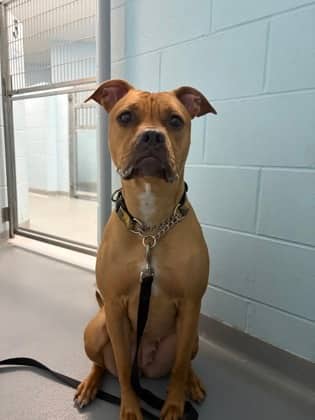 Nasa - Mixed Breed available for adoption at Toronto Humane Society in Toronto