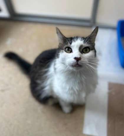 Shiloh - Domestic Longhair,Mix cat available for adoption in Ontario