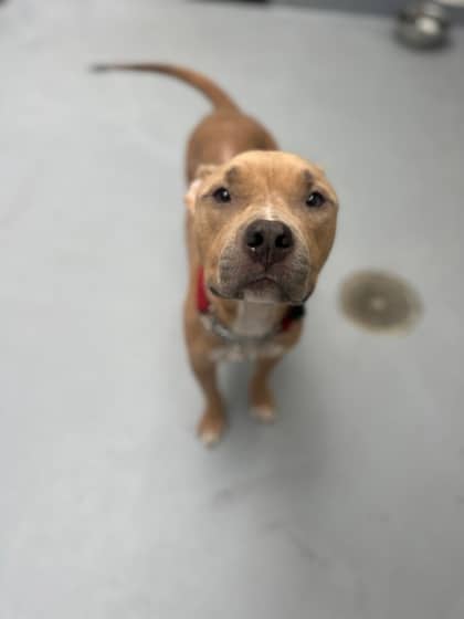 Autumn - Mixed Breed, Large (over 44 lbs fully grown),Mix available for adoption at Toronto Humane Society in Toronto