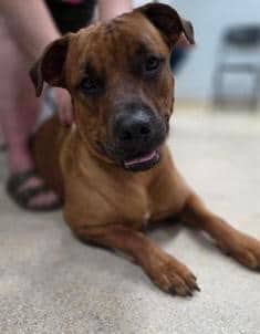 Rocky - Mixed Breed, Large (over 44 lbs fully grown),Mix available for adoption at Toronto Humane Society in Toronto