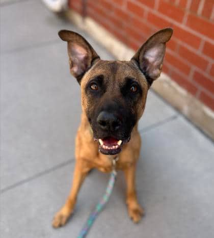 Kobe - Mixed Breed available for adoption at Toronto Humane Society in Toronto