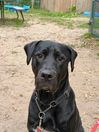 Chance - Mixed Breed available for adoption
