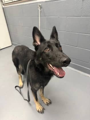 Flora - Mixed Breed available for adoption