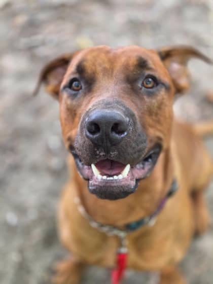 Rocky - Mixed Breed available for adoption at Toronto Humane Society in Toronto