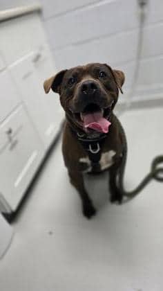 Jager - Mixed Breed available for adoption at Toronto Humane Society in Toronto