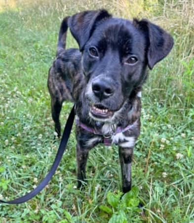 Gran Torino - Mixed Breed, Medium (up to 44 lbs fully grown),Mix available for adoption