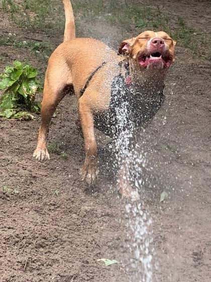 Louisa - Mixed Breed available for adoption